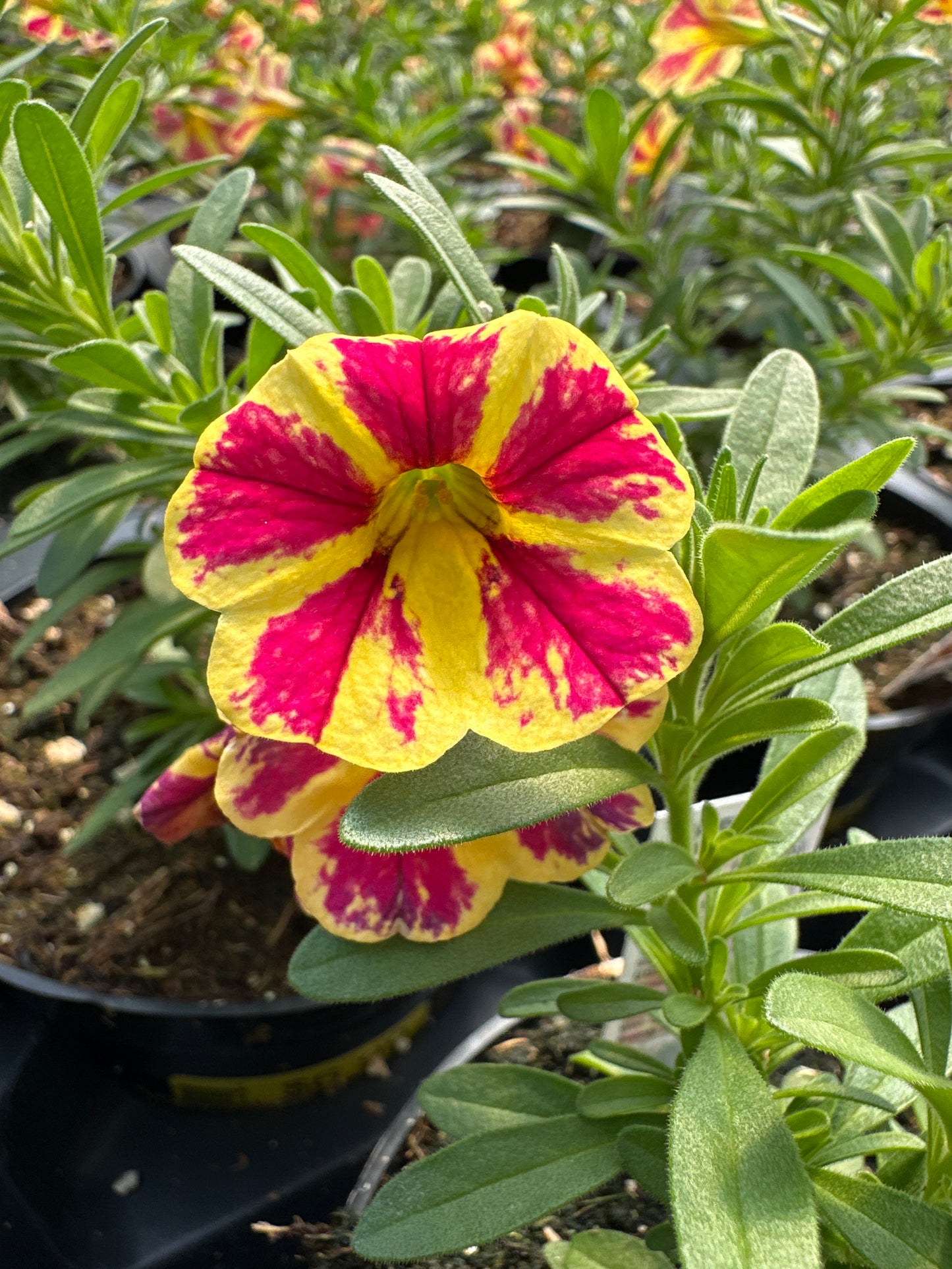 CALIBRACHOA CANDY SHOP CANDY BOQUET - 4'' POT