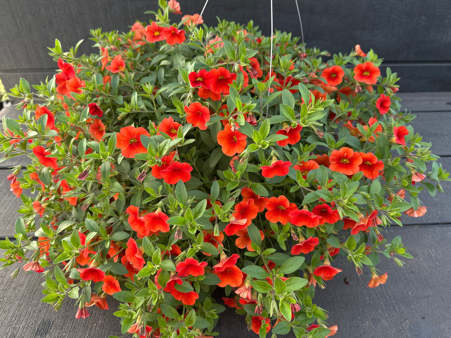 CALIBRACHOA MINIFAMOUS NEO DEEP ORANGE - 10'' HANGING BASKET