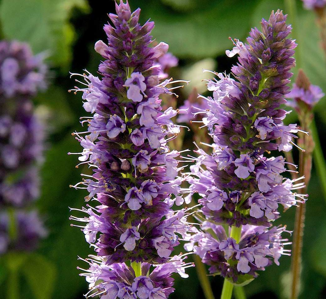 AGASTACHE LITTLE ADDER