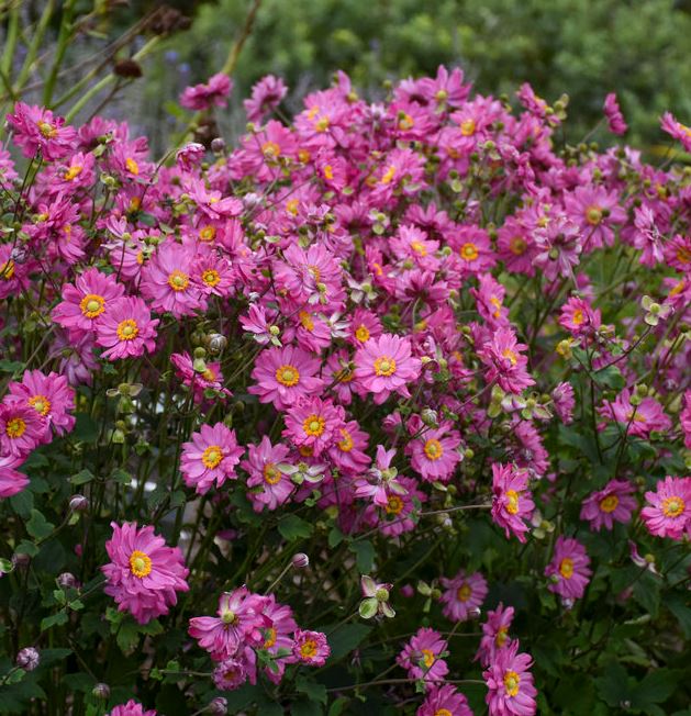Anemone 'Fall in love sweetly'