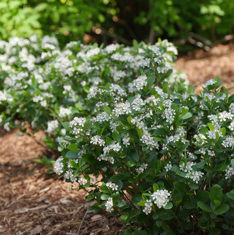 ARONIA 'LOW SCAPE MOUND'® PW