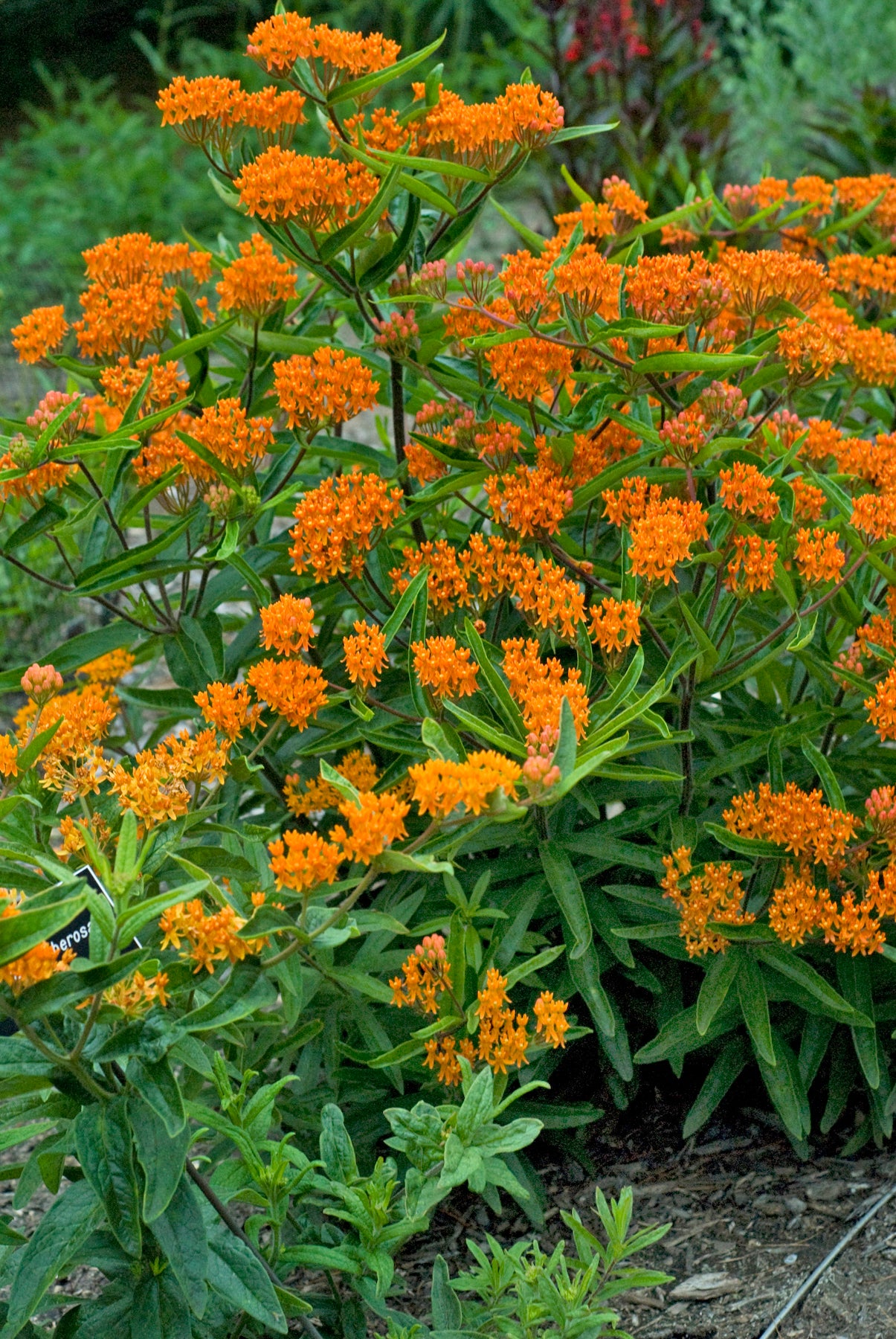 Butterfly Weed (Asclepias tuberosa) - Monarch