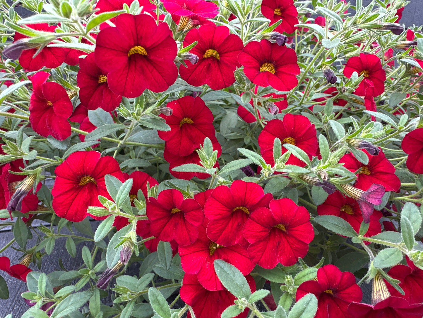 CALIBRACHOA CABARET BRIGHT RED - 10'' HANGING BASKET