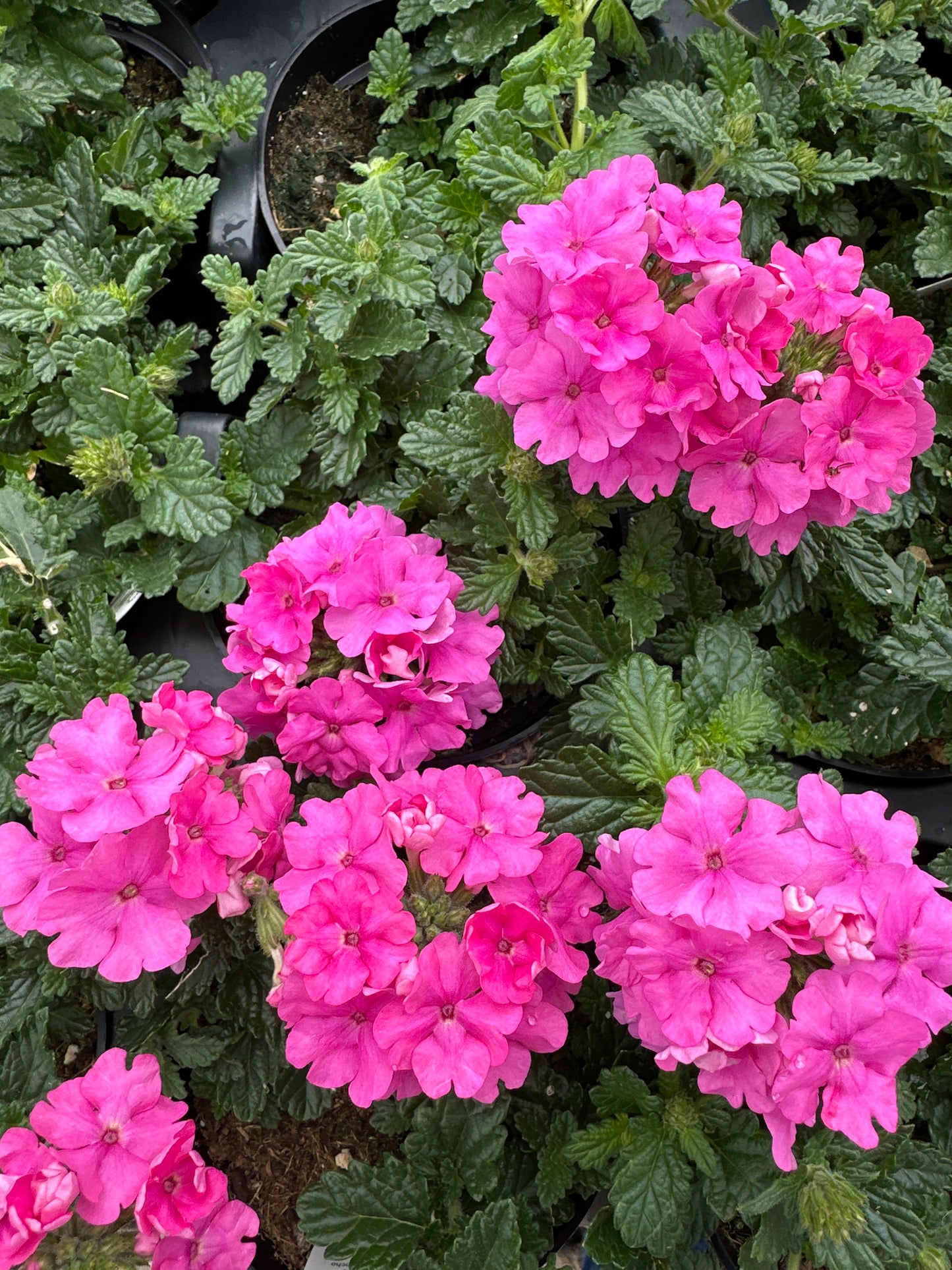 VERBENA EMPRESS SUN PINK - 4'' POT