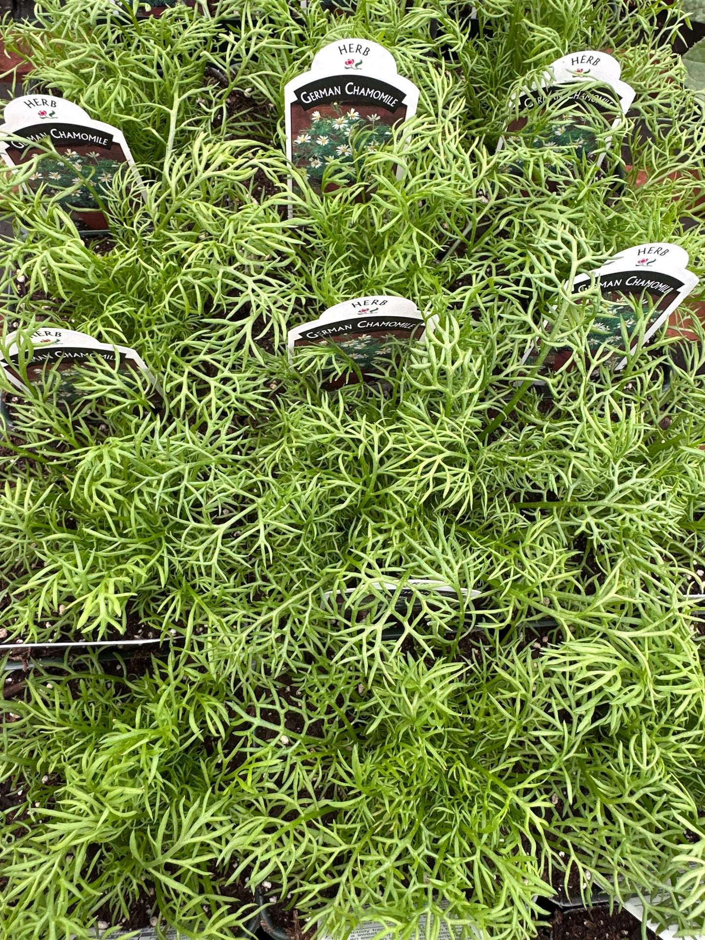 CHAMOMILE GERMAN MATRICARIA