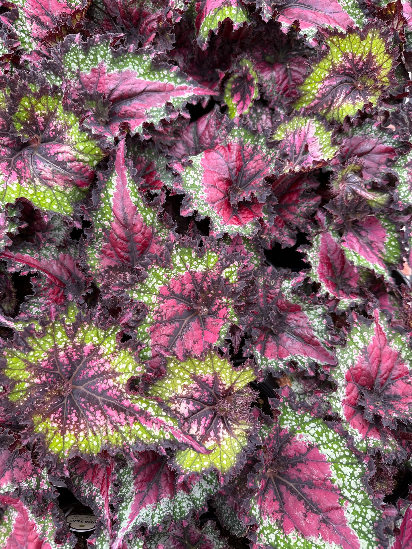 BEGONIA REX JURASSIC WATERMELON - QUART POT