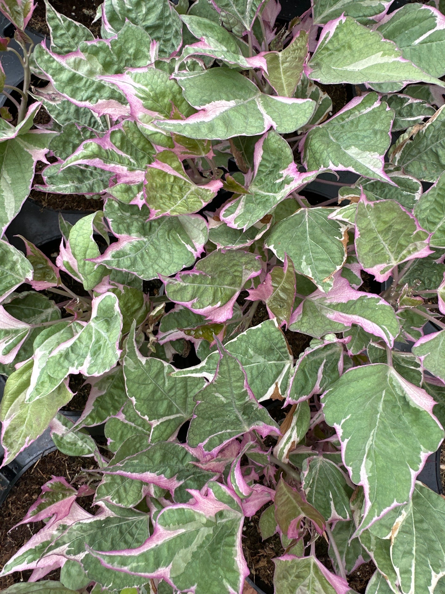 IPOMOEA SWEET POTATO TRI-COLOR - 4" POT