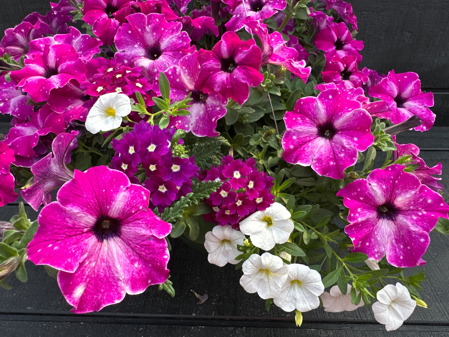 COMBO ENCHANTED EVENING - 10" HANGING BASKET