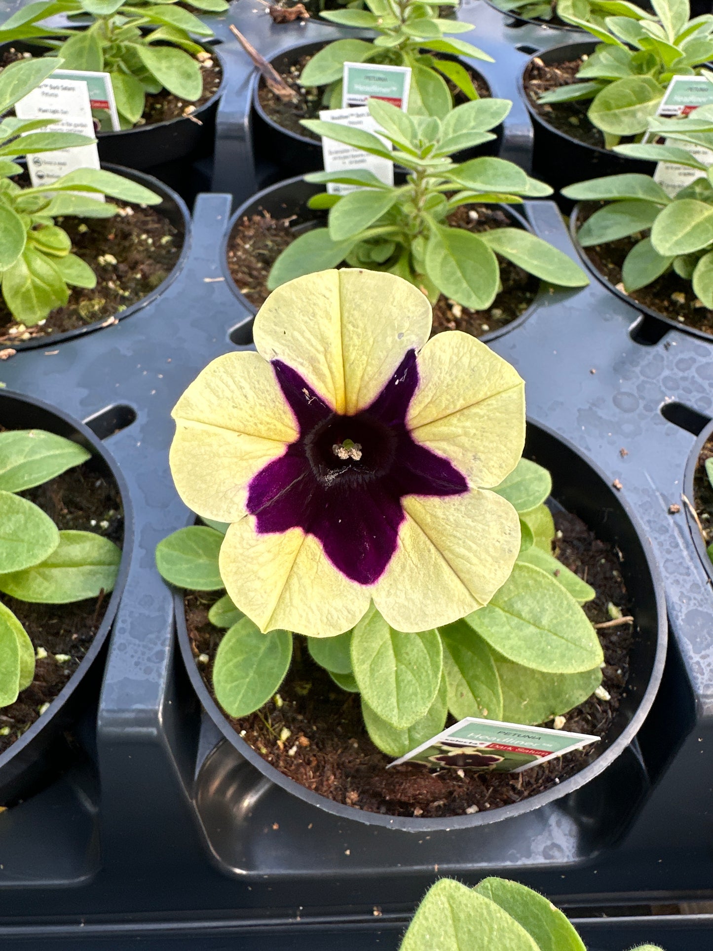 PETUNIA HEADLINER DARK SATURN - 4'' POT