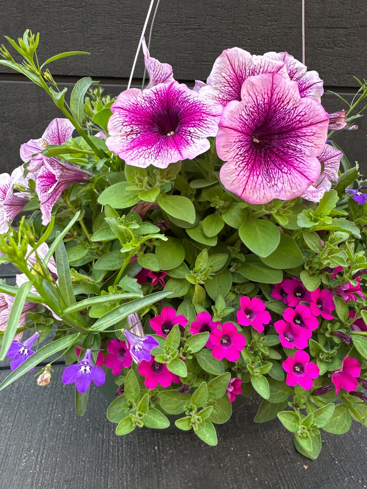 COMBO VIOLET RIOT - 10'' HANGING BASKET