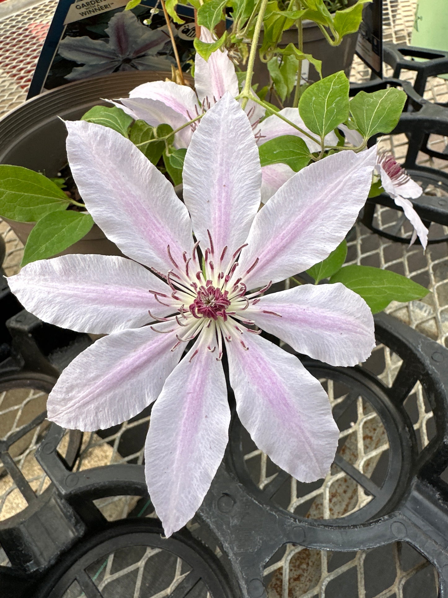 Clematis 'Nelly Moser'