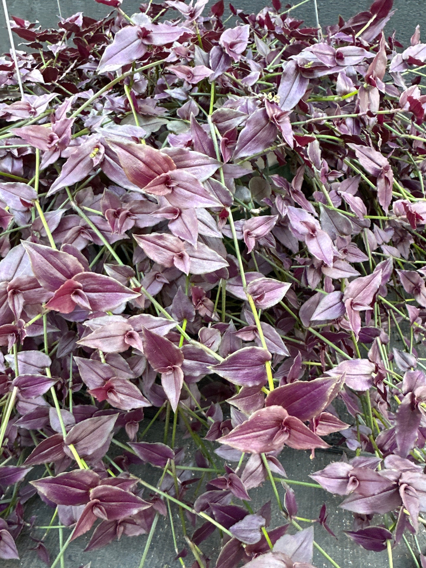 TRADESCANTIA BRIDAL VEIL PURPLE - 10'' HANGING BASKET