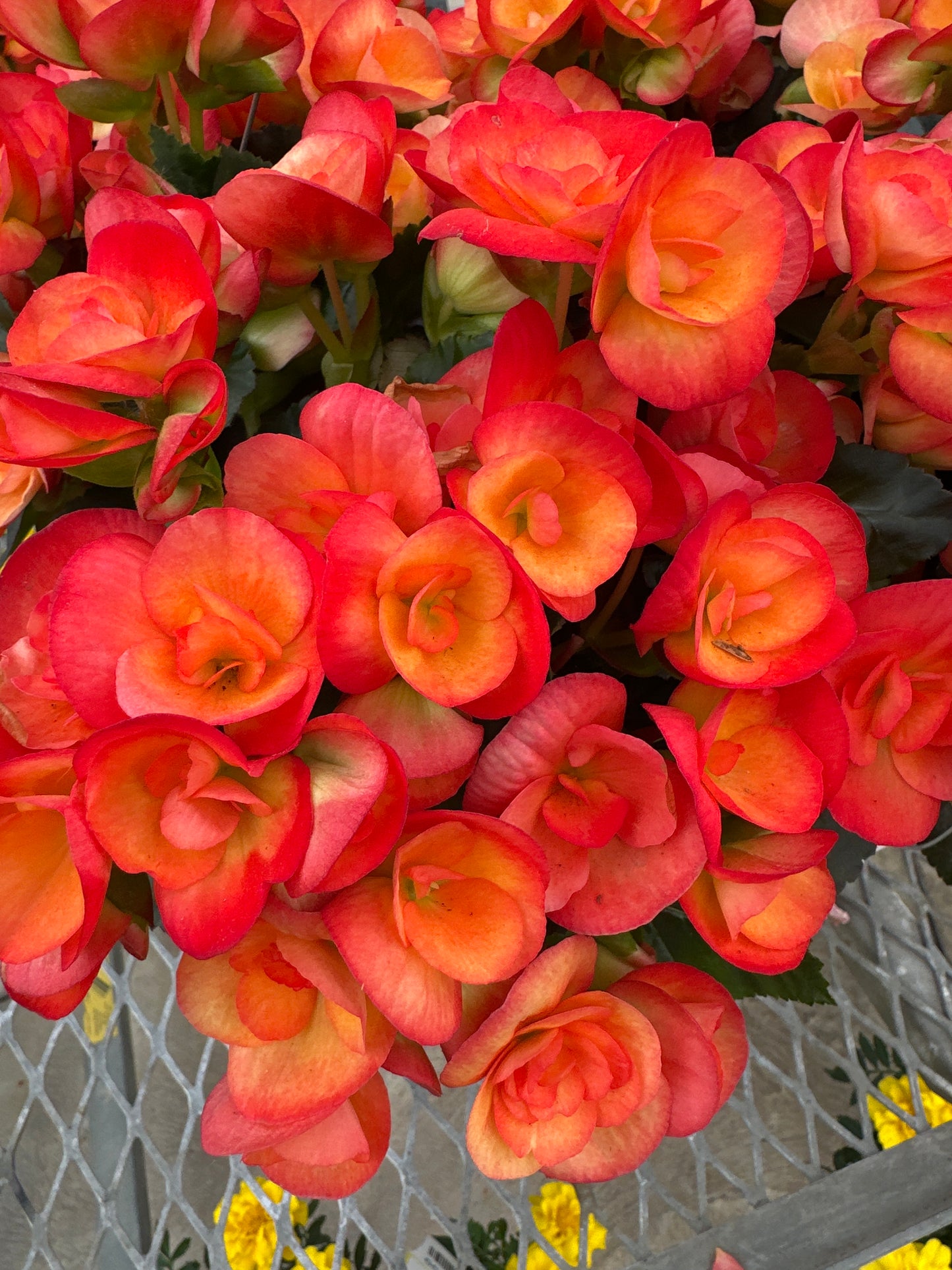 BEGONIA REIGER CARNEVAL - 10'' HANGING BASKET