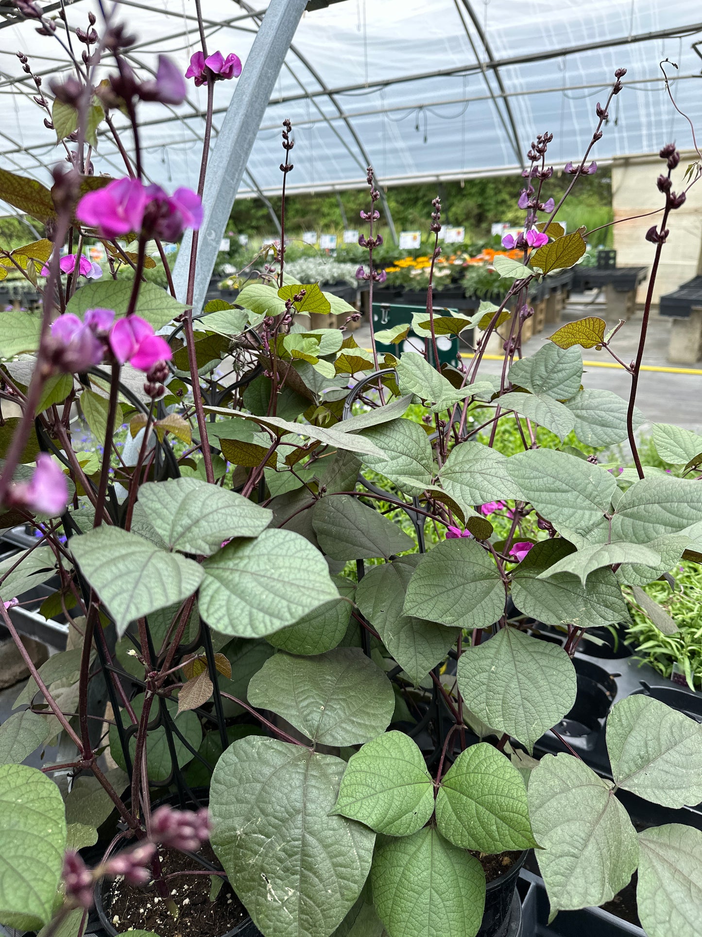 BEAN HYACINTH DOLICHOS LABLAB - 1 GALLON WITH TRELLIS