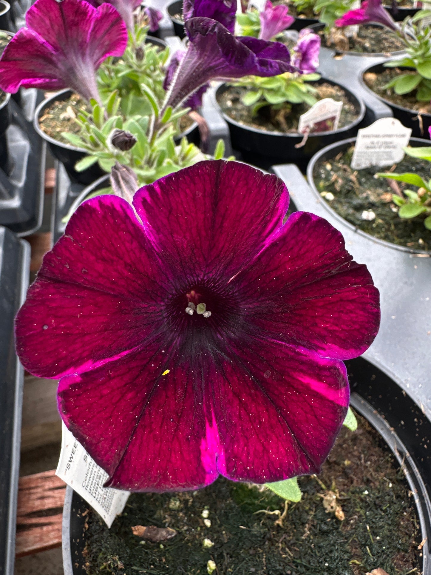 PETUNIA SWEETUNIA JOHNNY FLAME - 4" POT