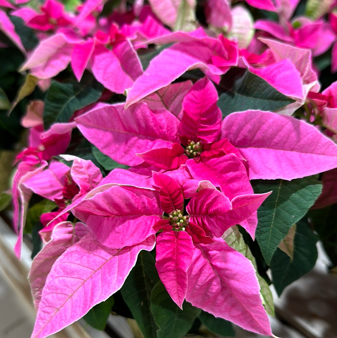 4" Poinsettia Princettia Hot Pink (Xmas)