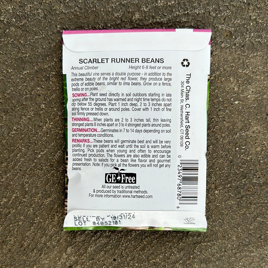 Bean Scarlet Runner
