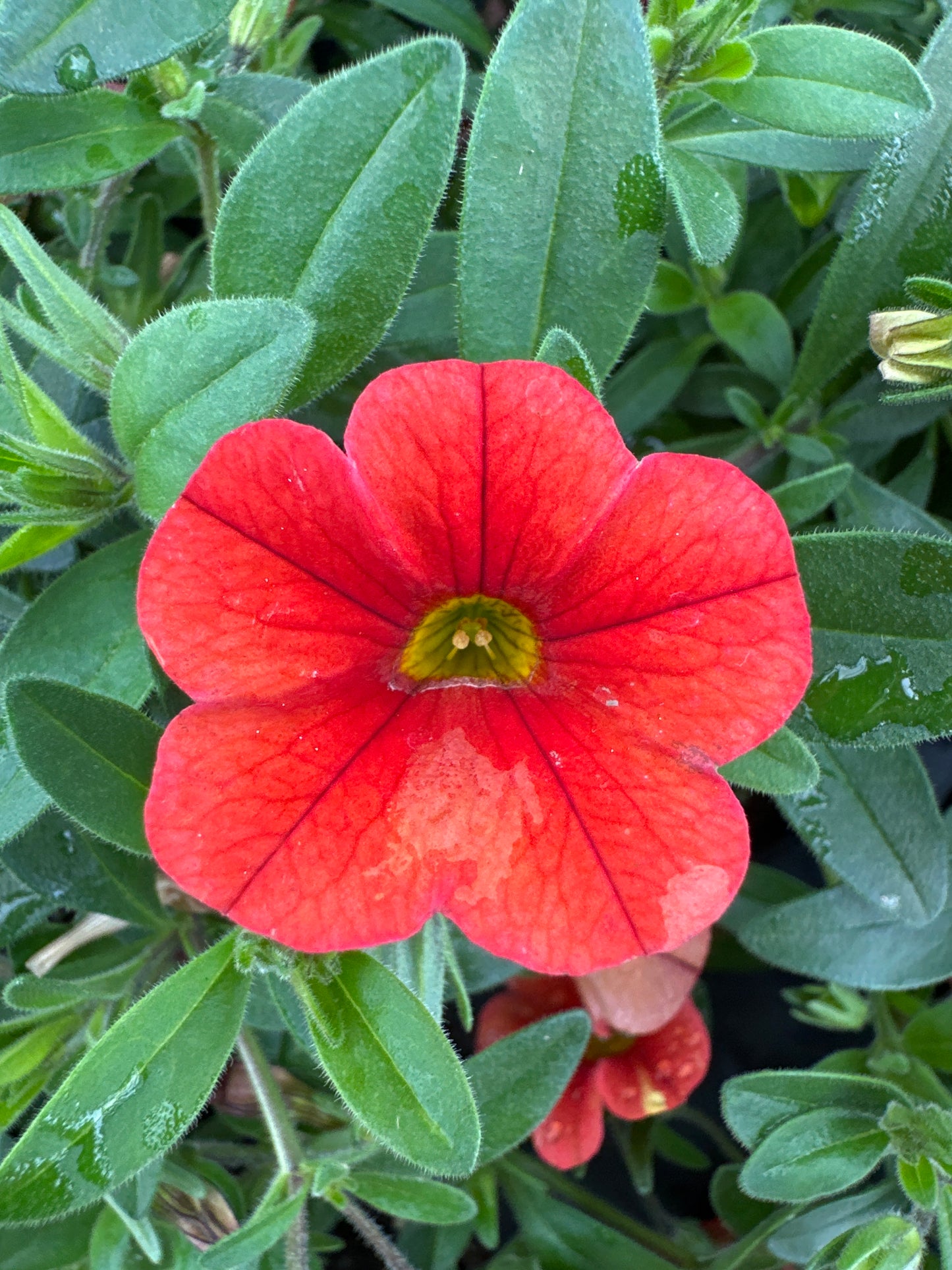 CALIBRACHOA MINIFAMOUS NEO DEEP ORANGE - 4'' POT
