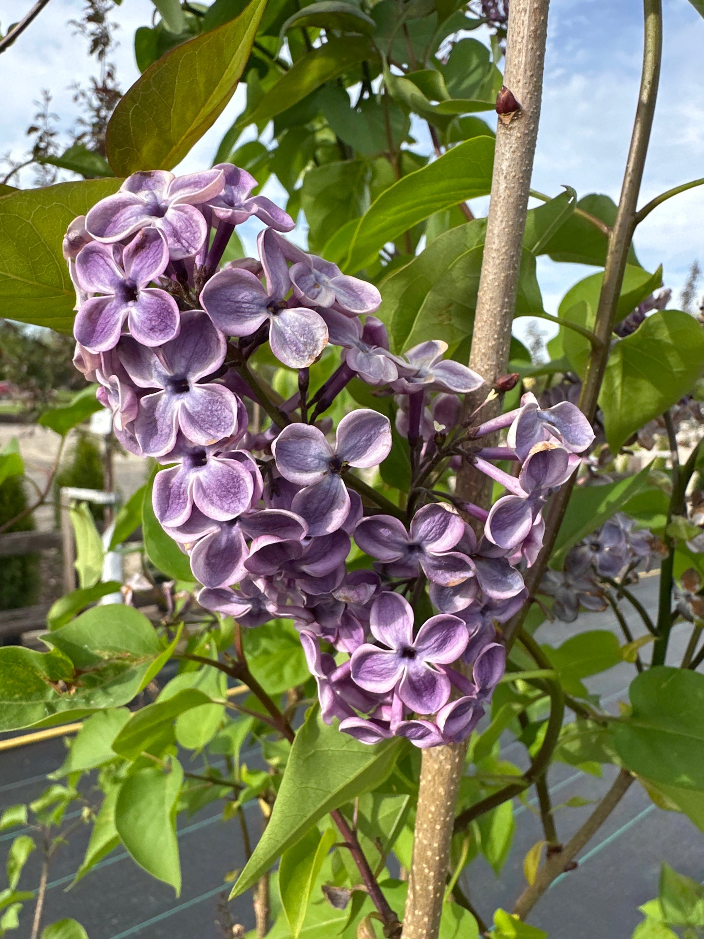 SYRINGA 'DECLARATION'