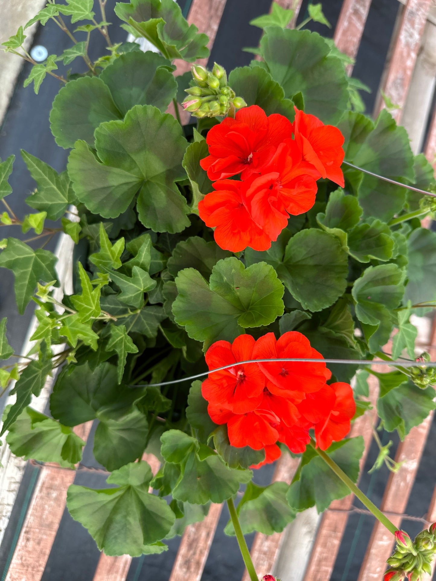 GERANIUM FANTASIA FLAMINGO ROSE - 10'' HANGING BASKET
