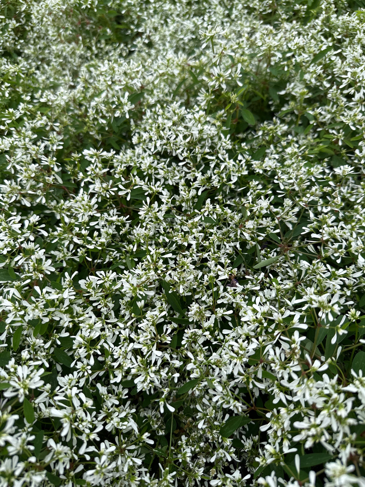 EUPHORBIA SUPER FLASH - 4" POT