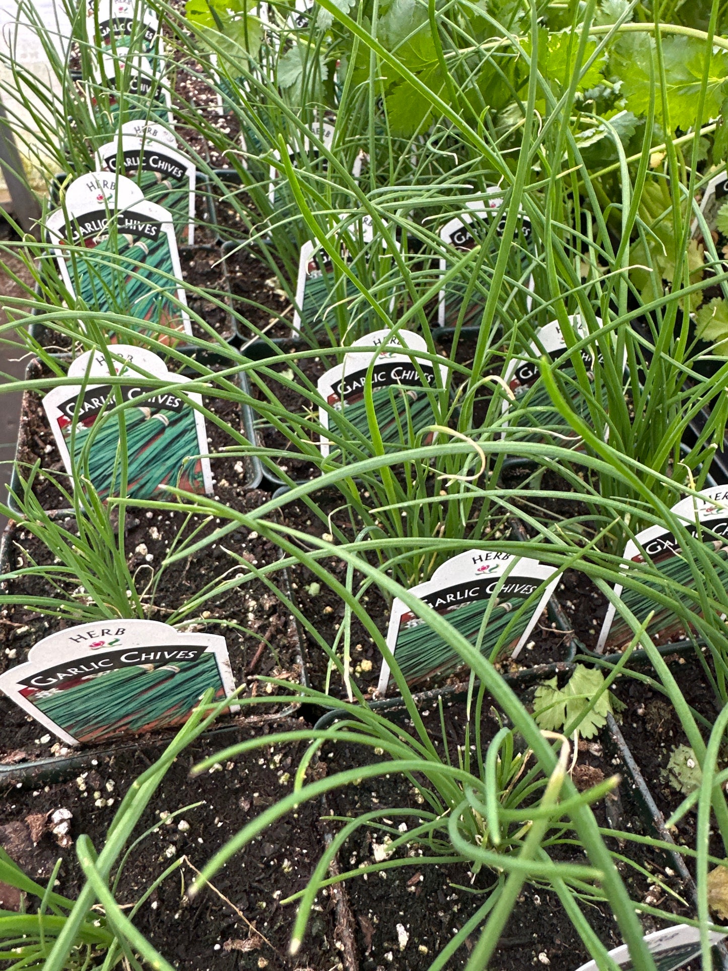 CHIVES GARLIC ALLIUM