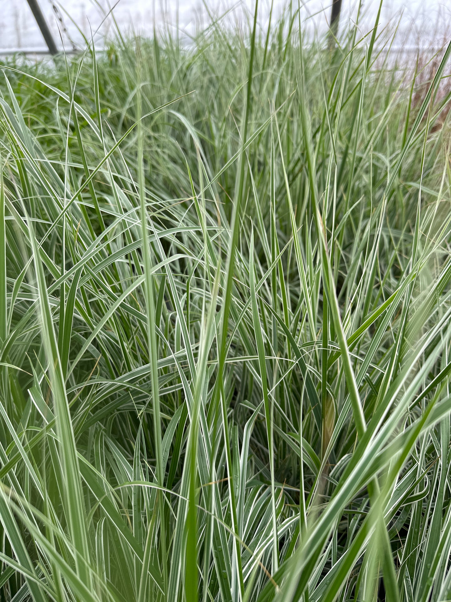 GRASS CALAMAGROSTIS OVERDAM - QUART POT