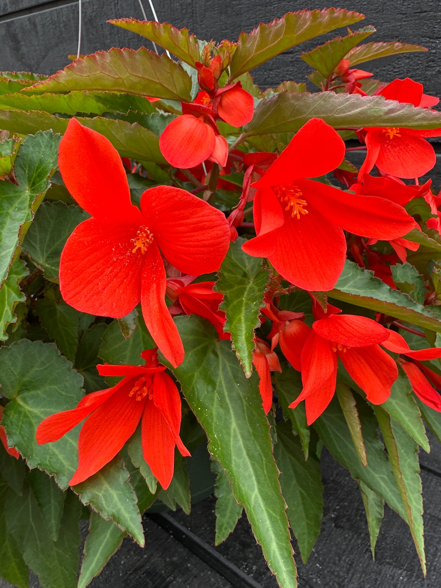 BEGONIA ENCANTO ORANGE - 10" HANGING BASKET