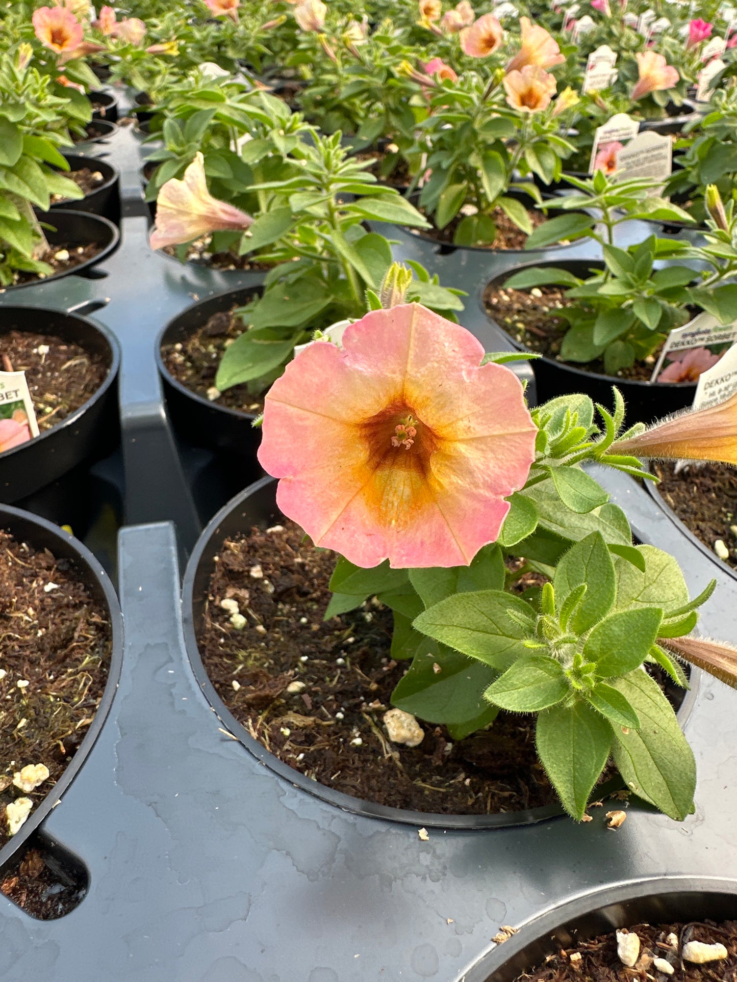 PETUNIA DEKKO SORBET - 4'' POT
