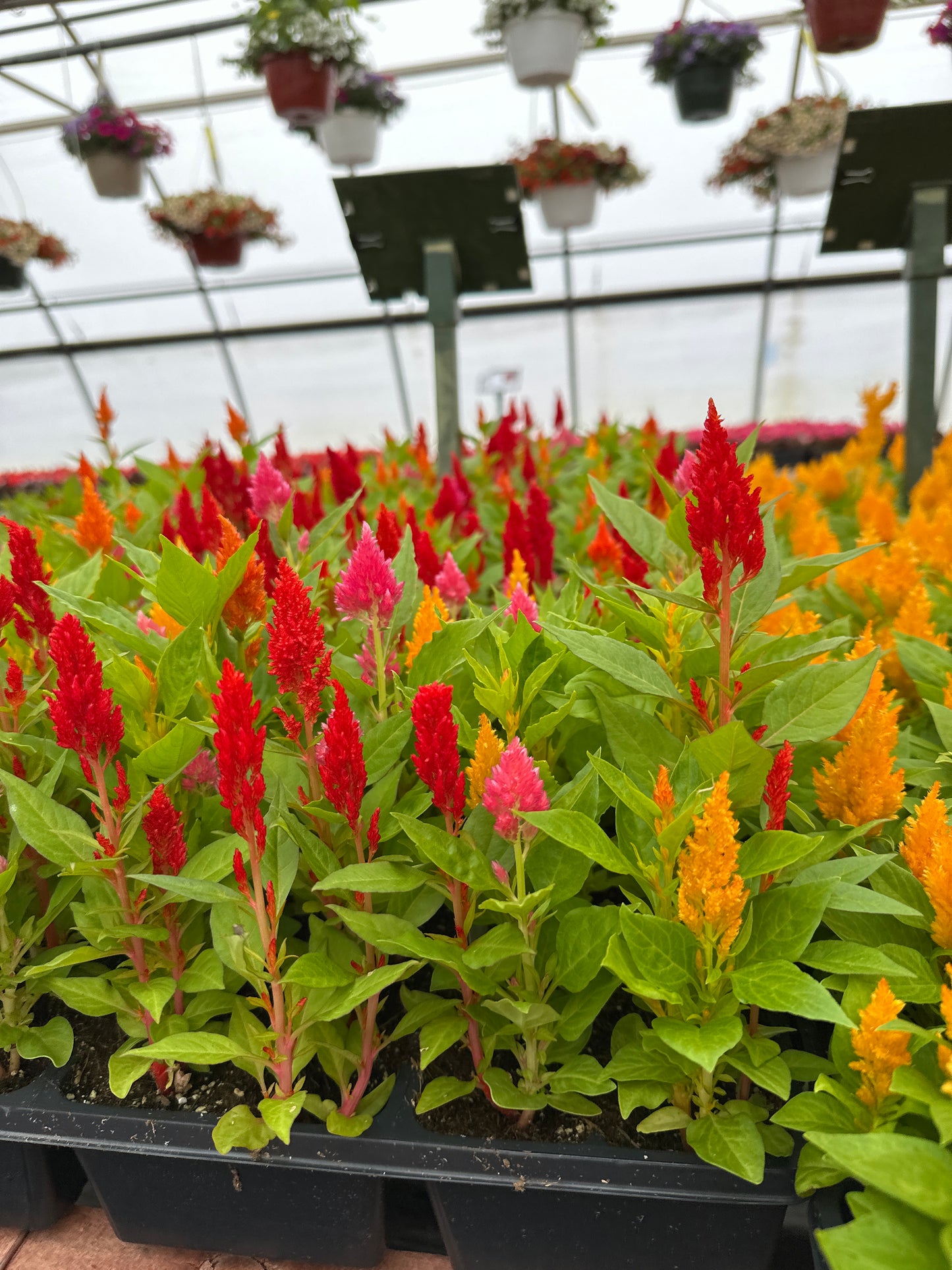 CELOSIA GLORIOUS MIX - FLAT OF 48 PLANTS