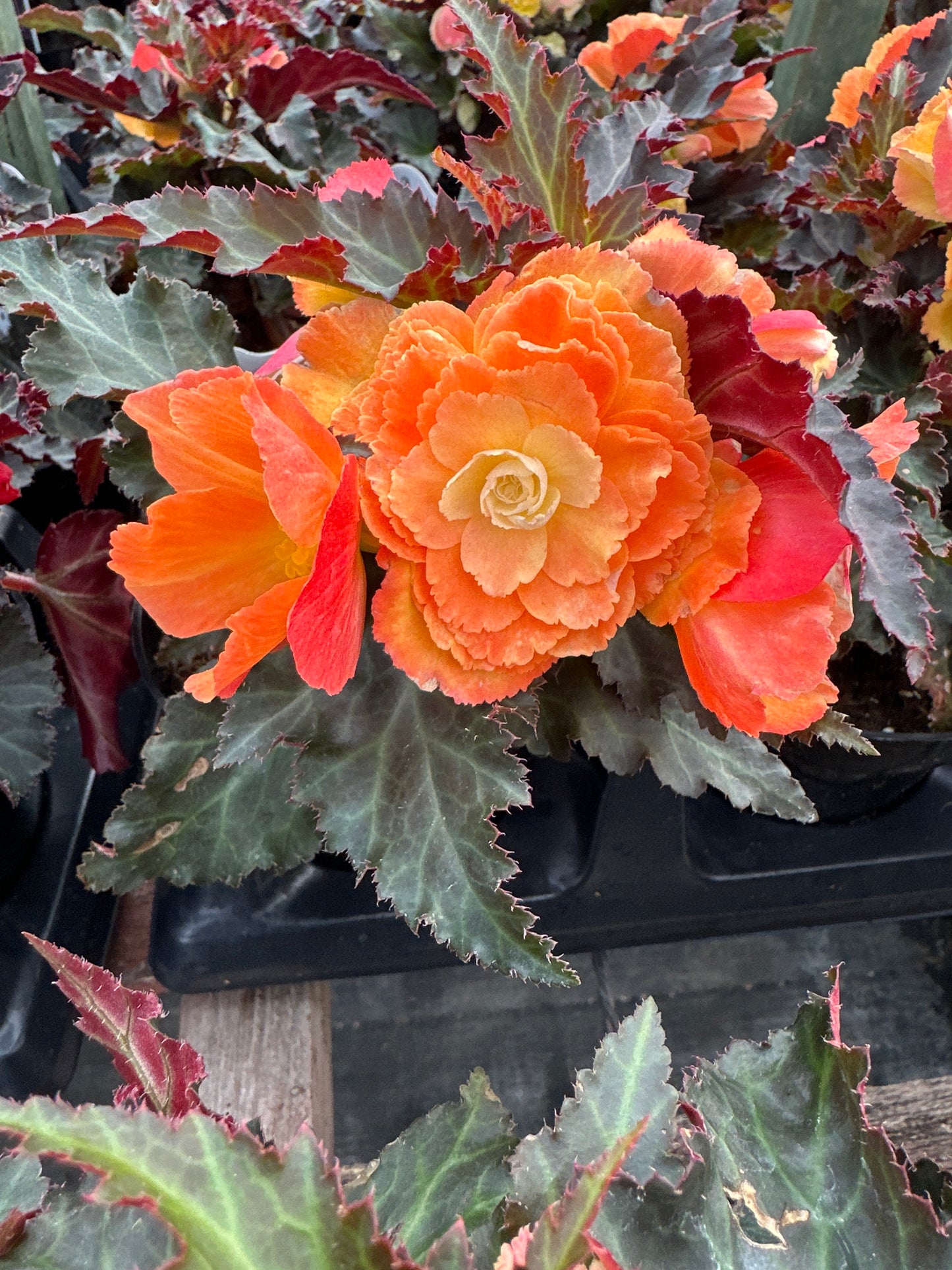 BEGONIA ICONIA PORTOFINO SUNRISE - 4'' POT