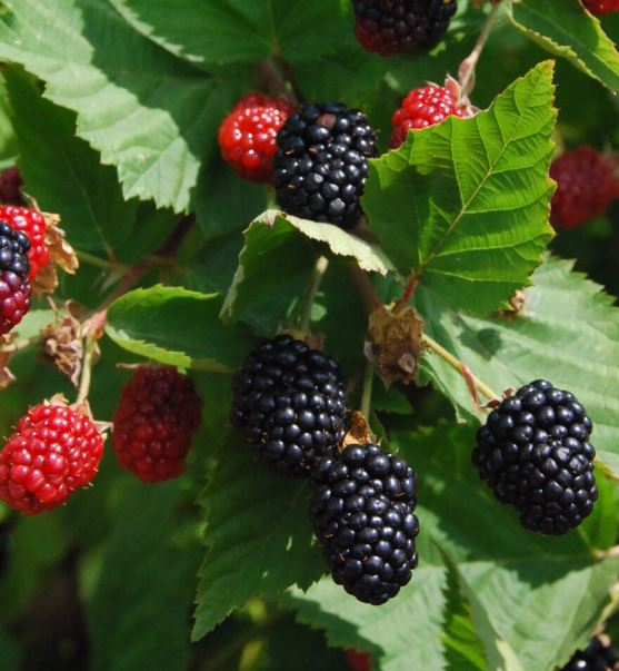 RUBUS 'TRIPLE CROWN'