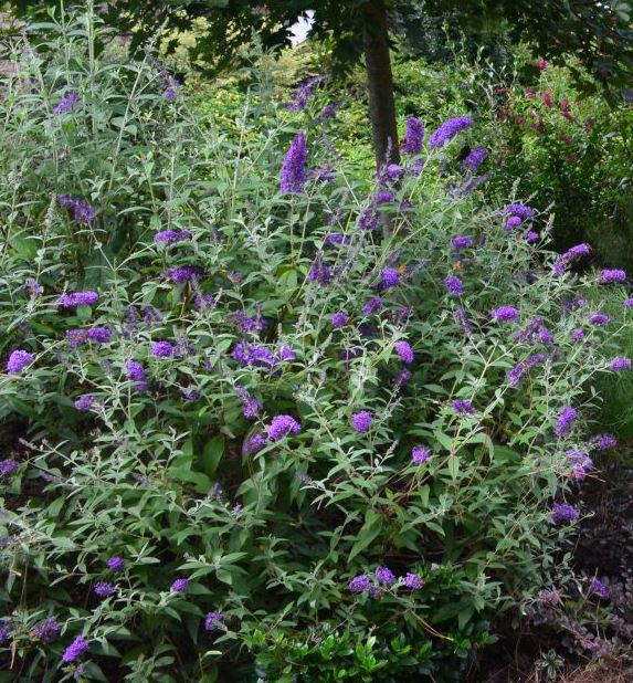 Buddleia 'Groovy Grape'
