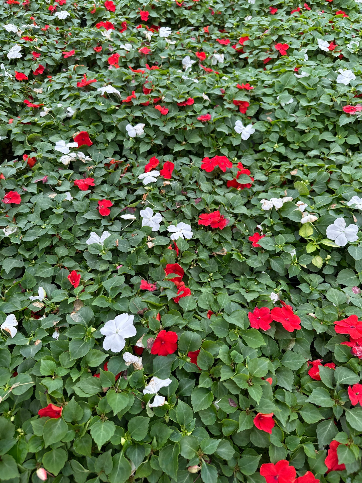 IMPATIENS BEACON RED AND WHITE MIX - FLAT OF 32 PLANTS