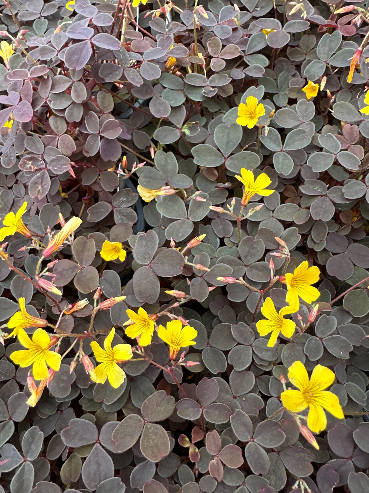 OXALIS ZINFANDEL - QUART POT