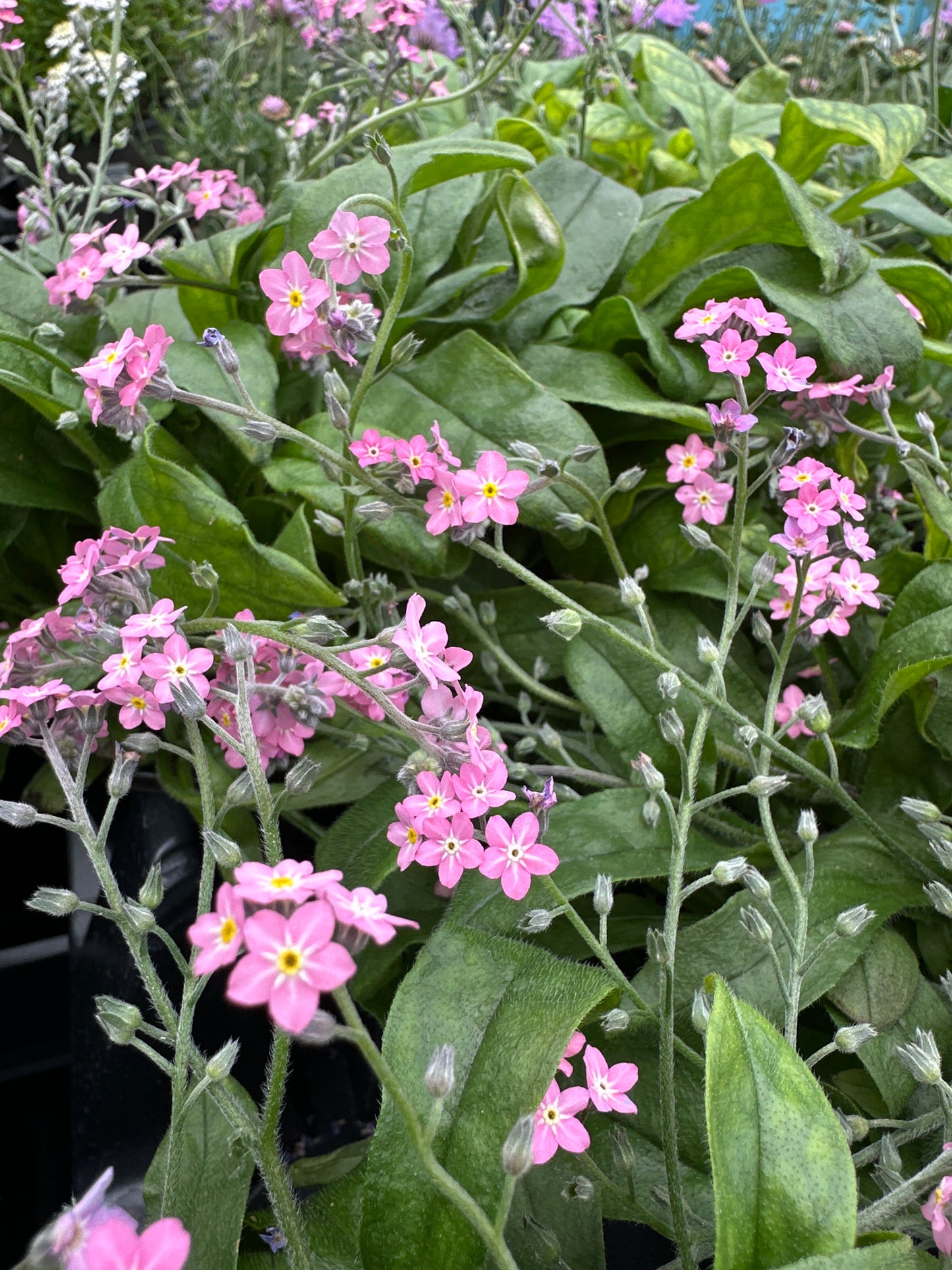 MYOSOTIS SYLVATICA SYLVA ROSYLVA - QUART POT