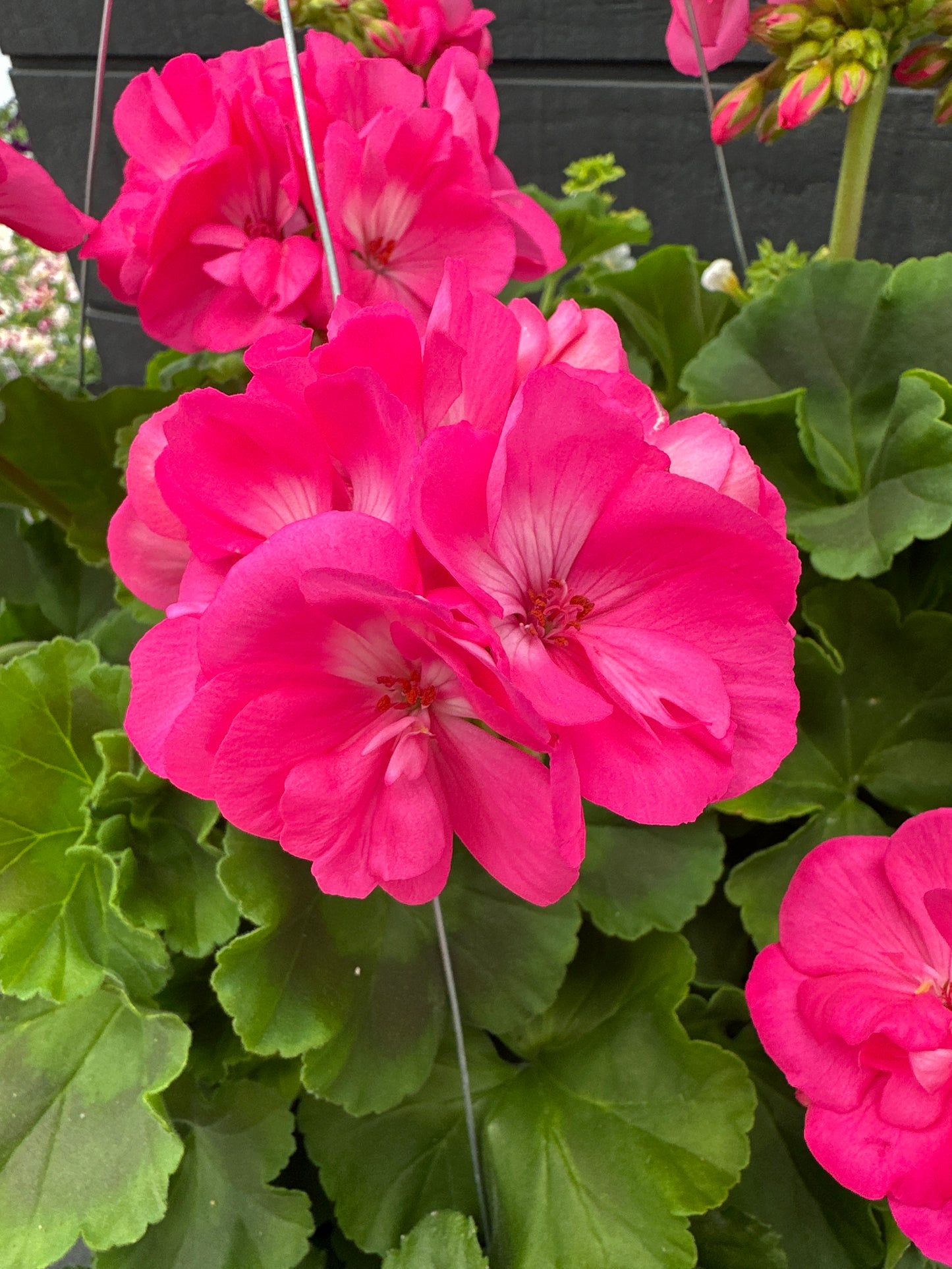 BASKET #41 - 10'' HANGING BASKET