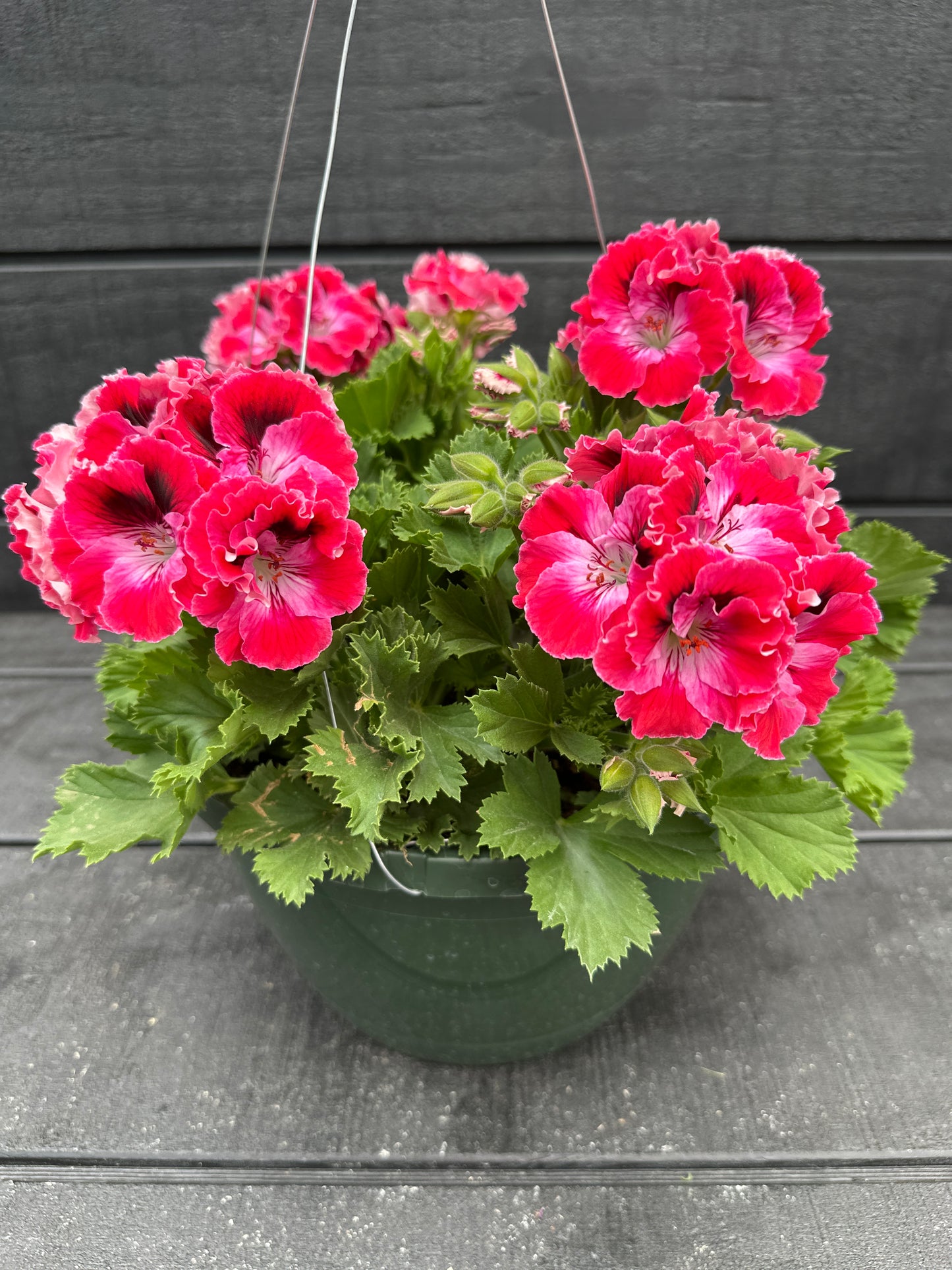 GERANIUM MARTHA WASHINGTON ELEGANCE RED VELVET - 10" HANGING BASKET