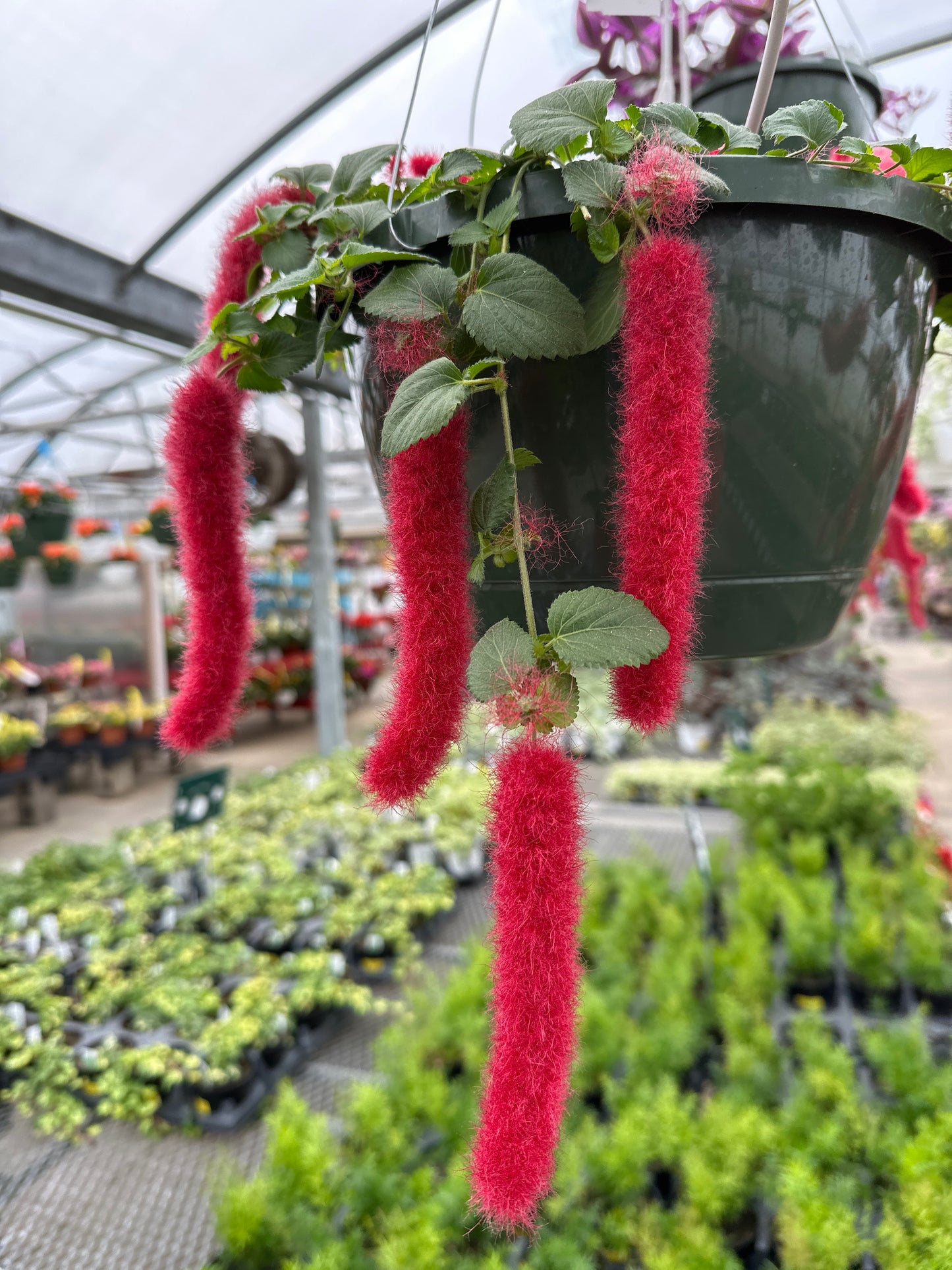 ACALYPHA PENDULA CHENILLE - 10" HANGING BASKET