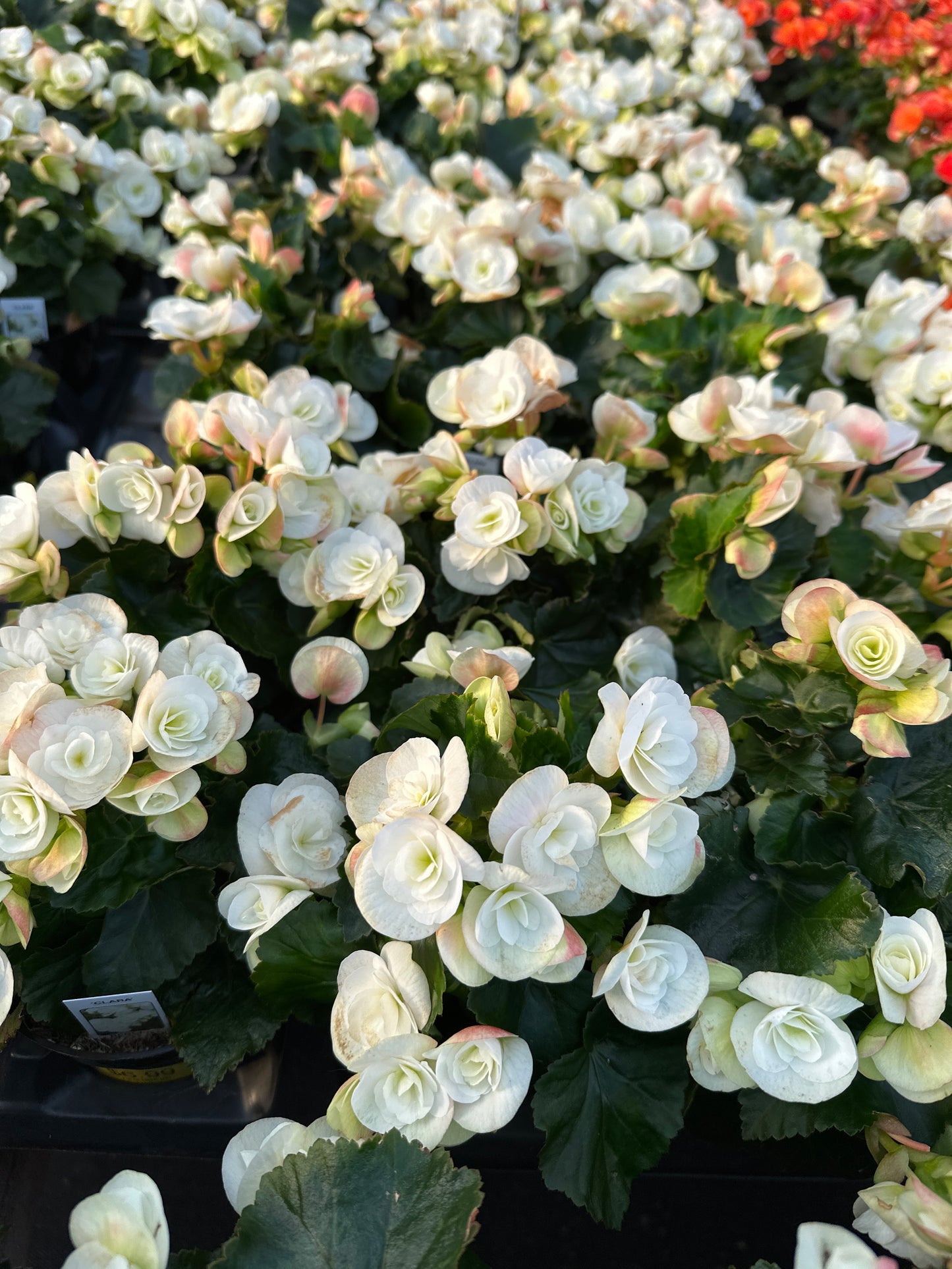 BEGONIA REIGER CLARA - 4" POT