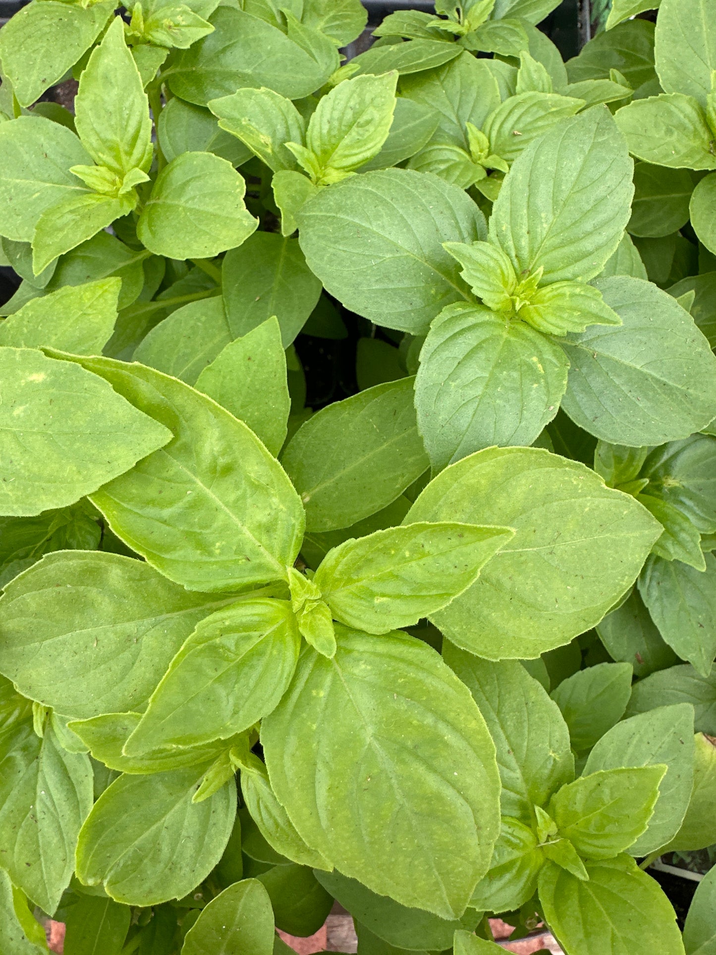 BASIL LIME AMERICANUM - 3.5" Pot