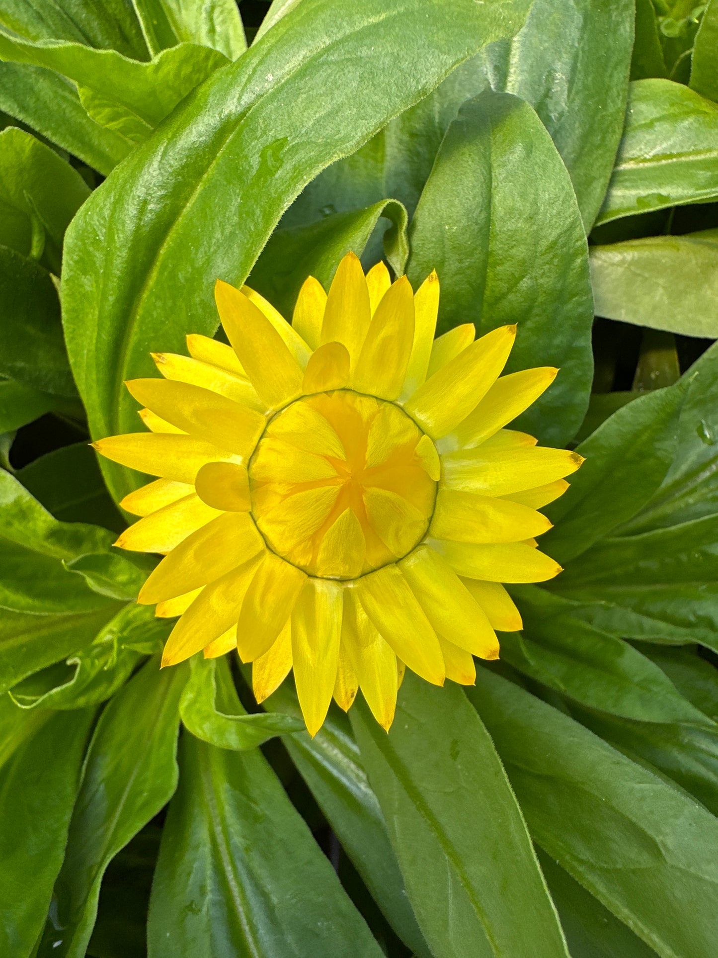STRAWFLOWER GRANVIA GOLD - 4" POT