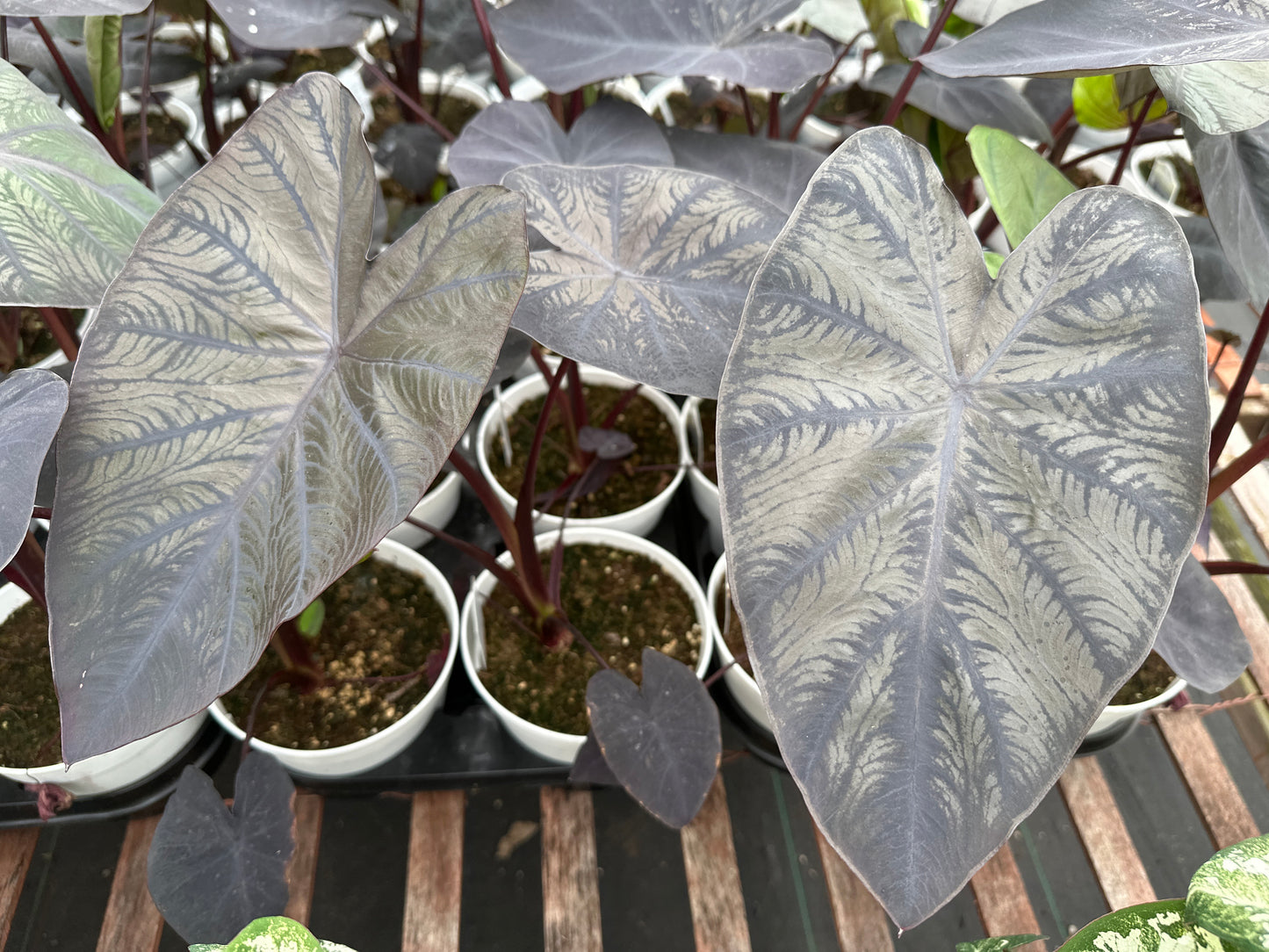 COLOCASIA DIAMOND HEAD - 6" POT