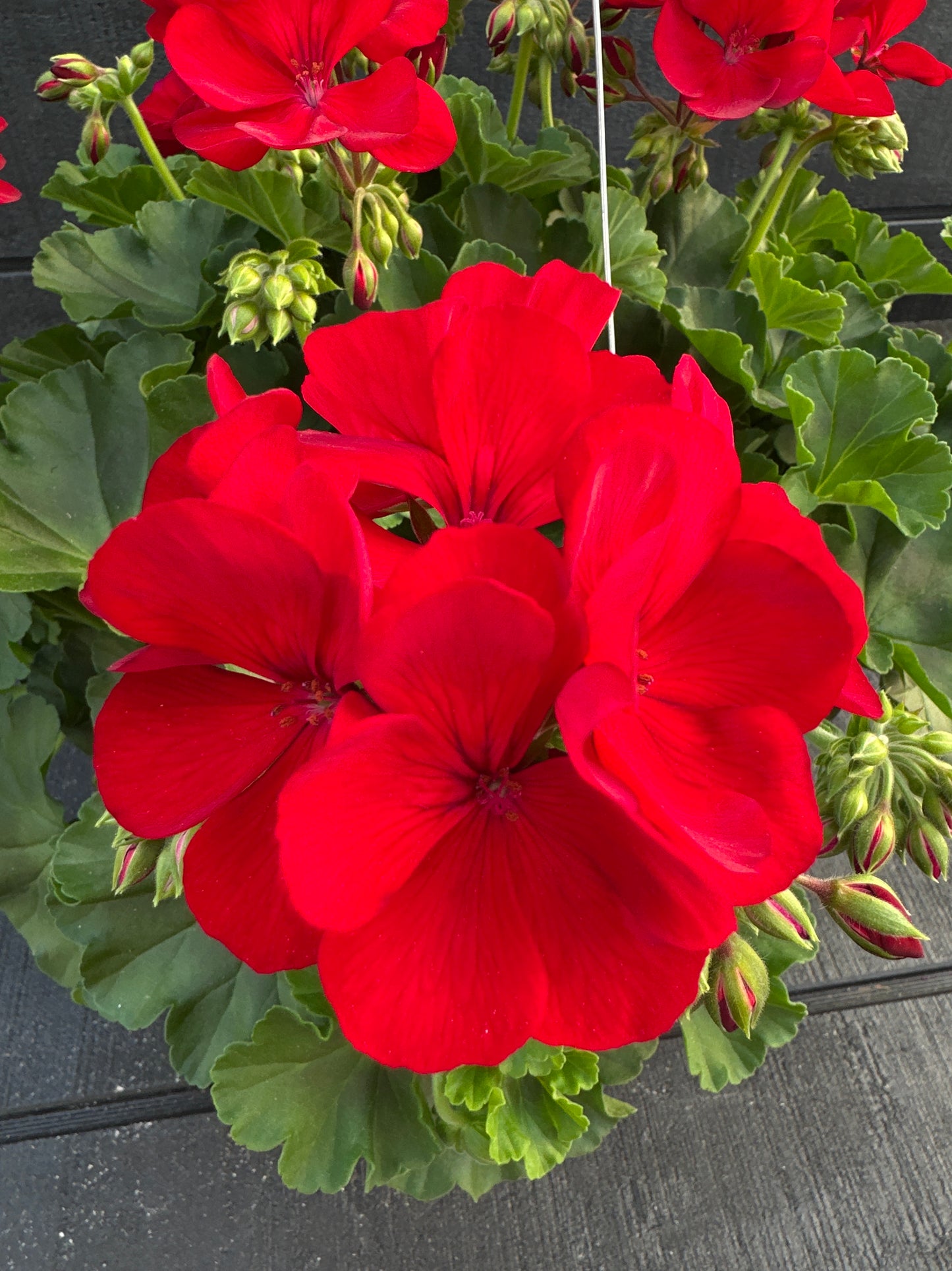 GERANIUM CALLIOPE MEDIUM DARK RED - 10'' HANGING BASKET