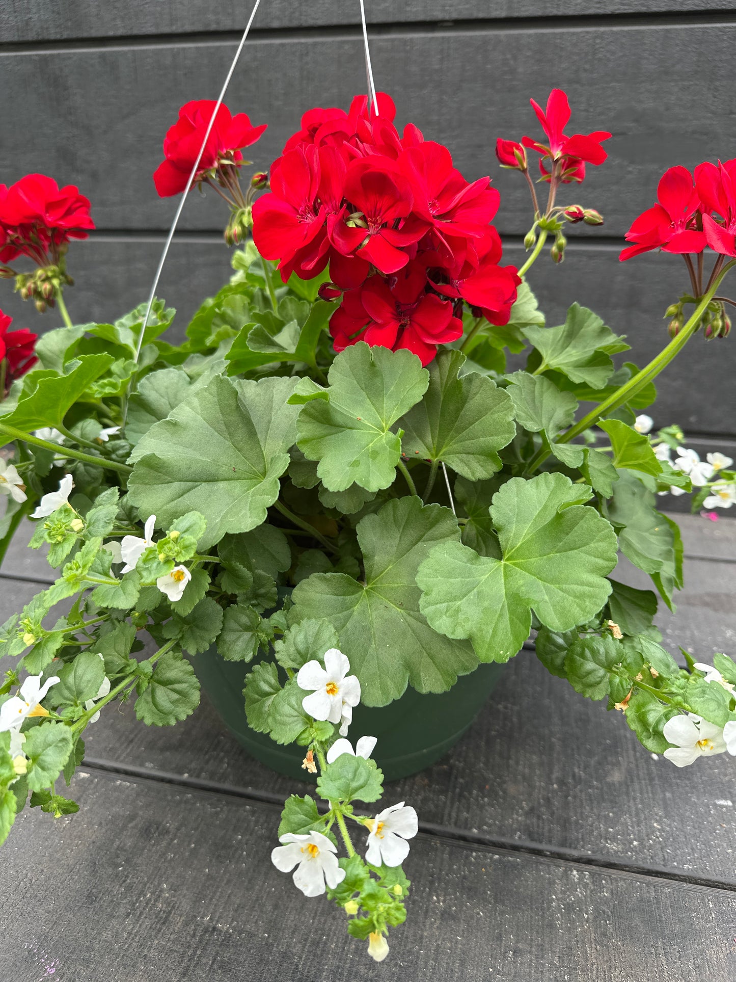 BASKET #5 - 10'' HANGING BASKET