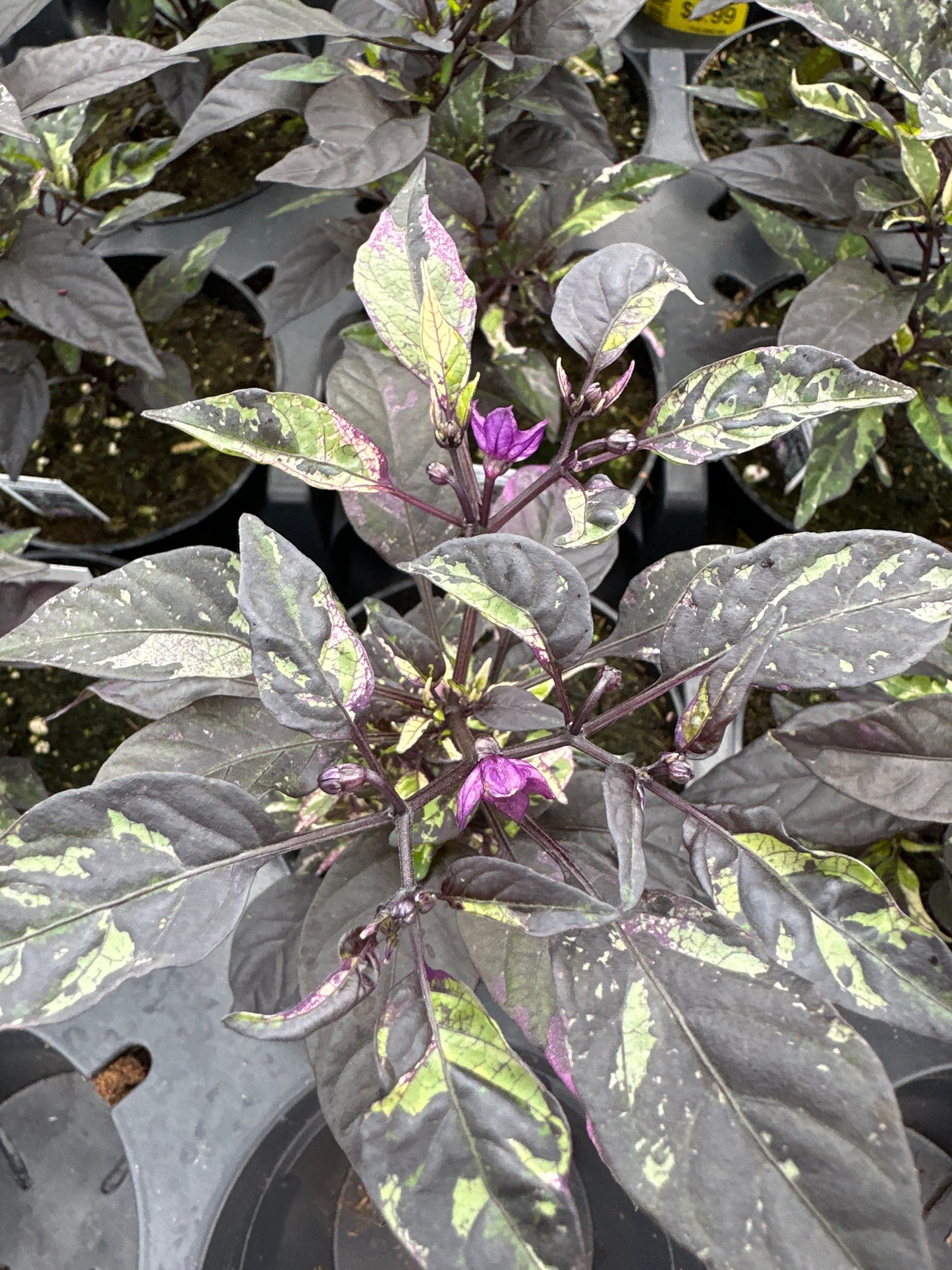 ORNAMENTAL PEPPER PURPLE FLASH - 4" POT
