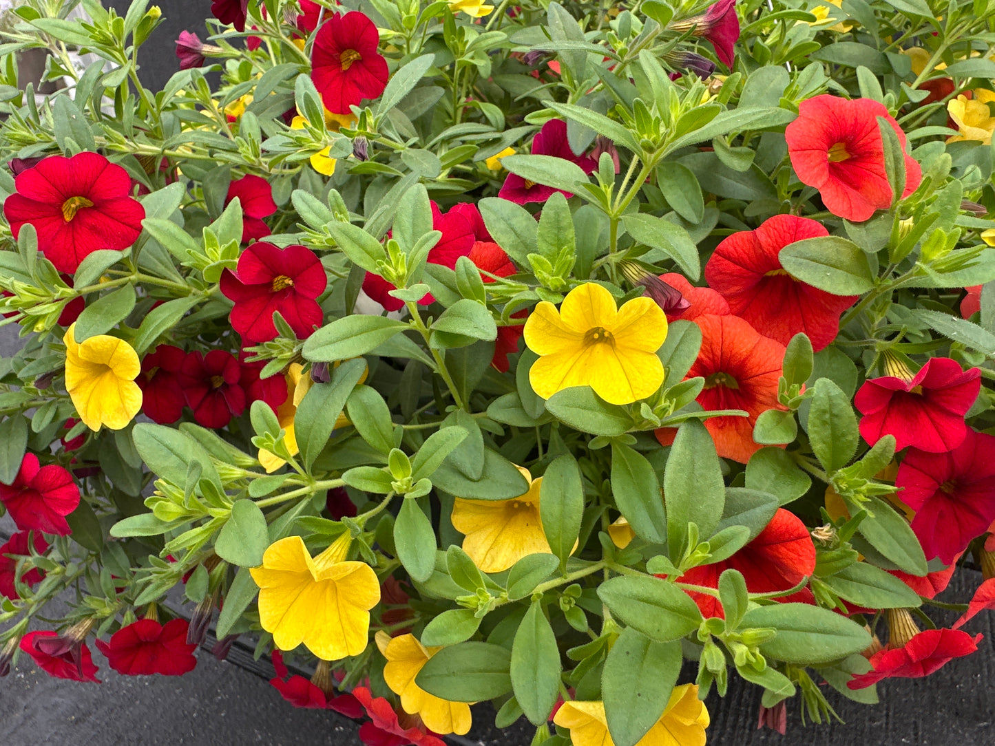 COMBO TROPICALI - 10" HANGING BASKET