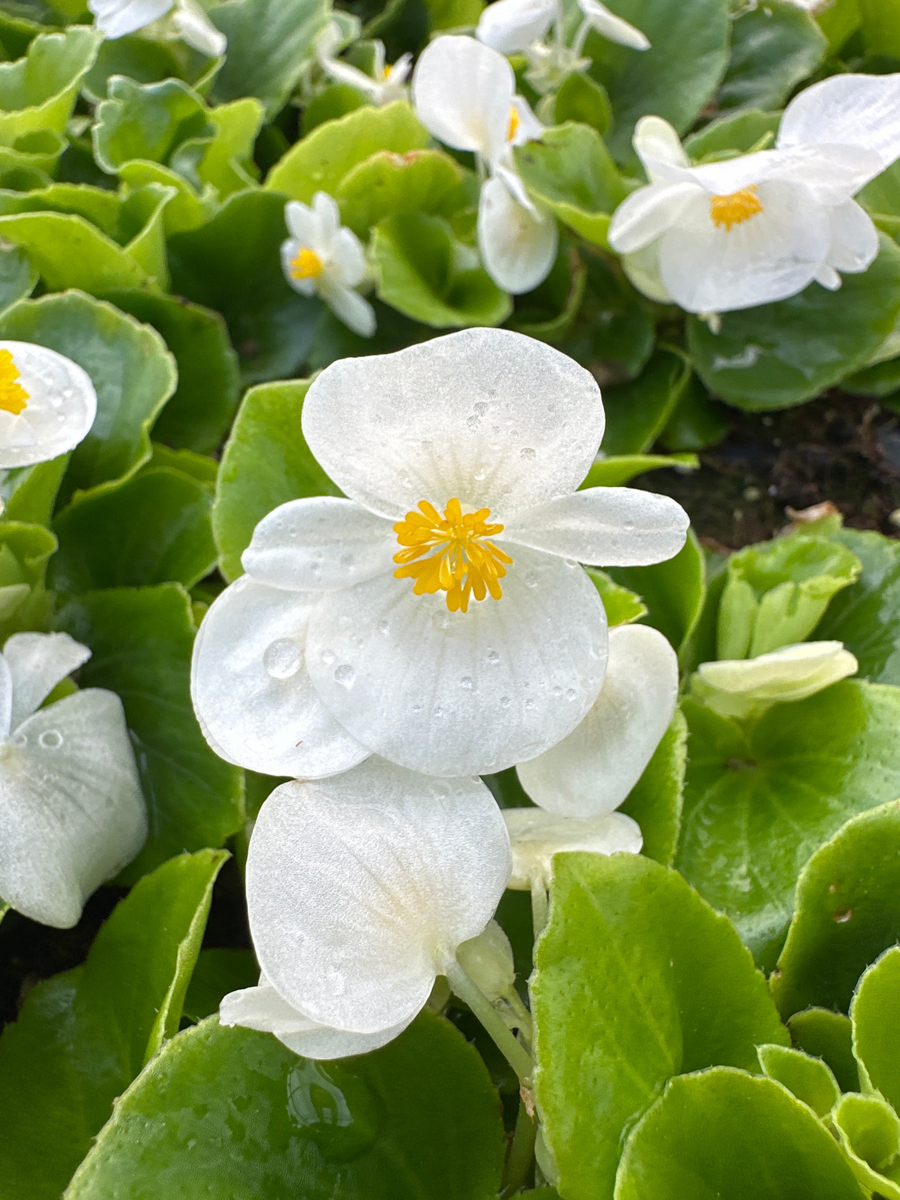 BEGONIA BADA BING WHITE - FLAT OF 48 PLANTS – Deneweth's Garden Center