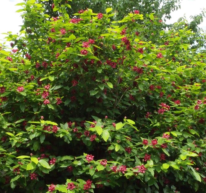 CALYCANTHUS 'APHRODITE' PW – Deneweth's Garden Center