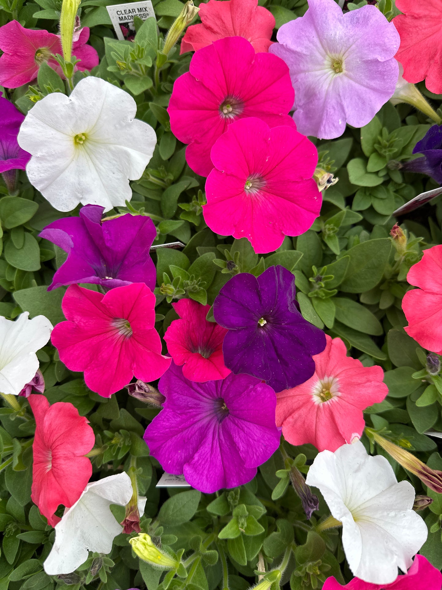 PETUNIA MADNESS CLEAR MIX - FLAT OF 48 PLANTS